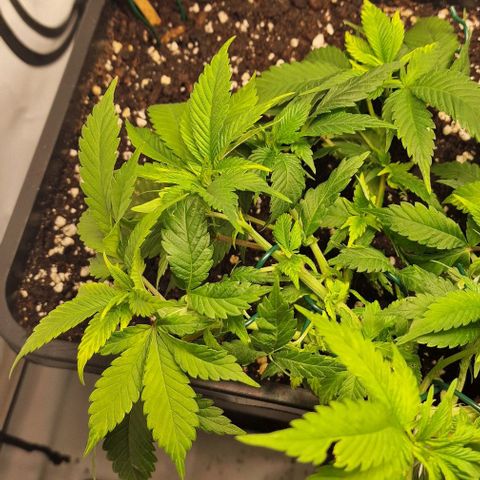 Amnesia Lemon  growlog timeline photo