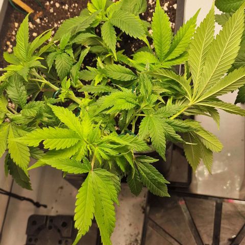 Amnesia Lemon  growlog timeline photo