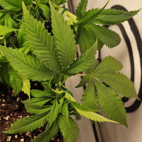 Amnesia Lemon  growlog timeline photo