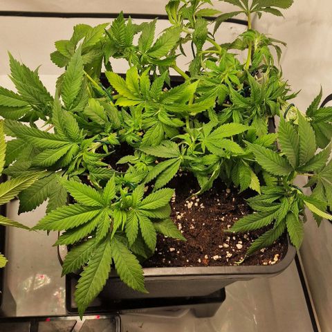 Amnesia Lemon  growlog timeline photo