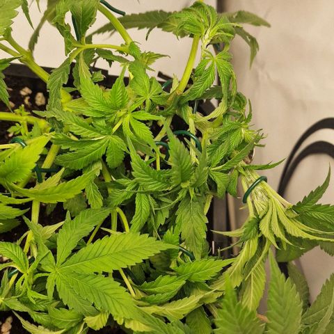Amnesia Lemon  growlog timeline photo