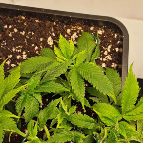 Amnesia Lemon  growlog timeline photo