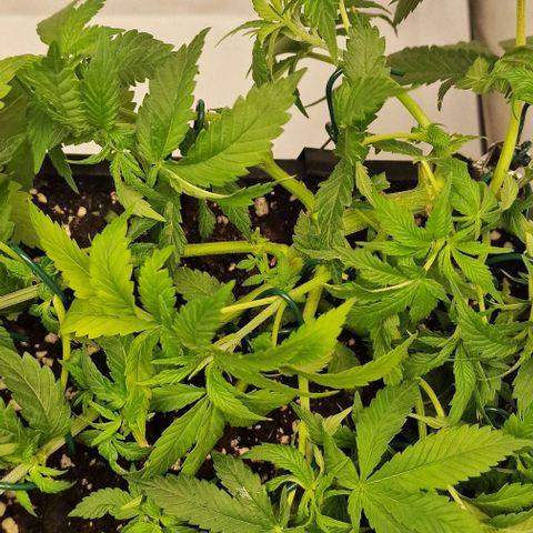 Amnesia Lemon  growlog timeline photo