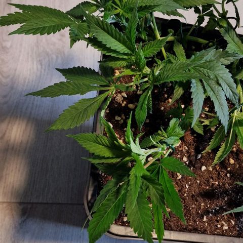 Amnesia Lemon  growlog timeline photo
