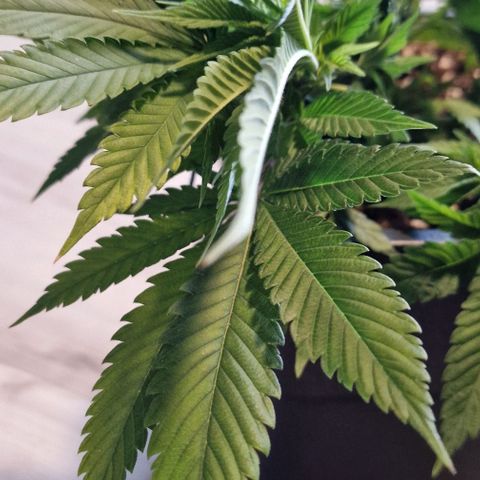 Amnesia Lemon  growlog timeline photo