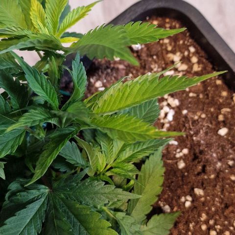 Amnesia Lemon  growlog timeline photo