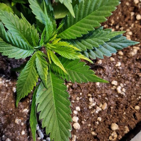 Amnesia Lemon  growlog timeline photo