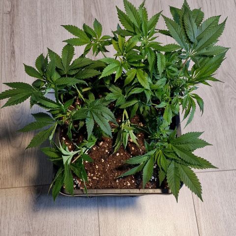 Amnesia Lemon  growlog timeline photo
