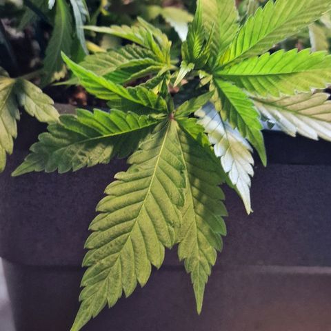 Amnesia Lemon  growlog timeline photo