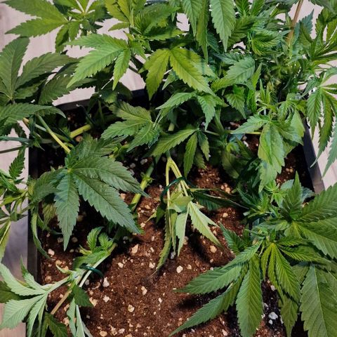 Amnesia Lemon  growlog timeline photo