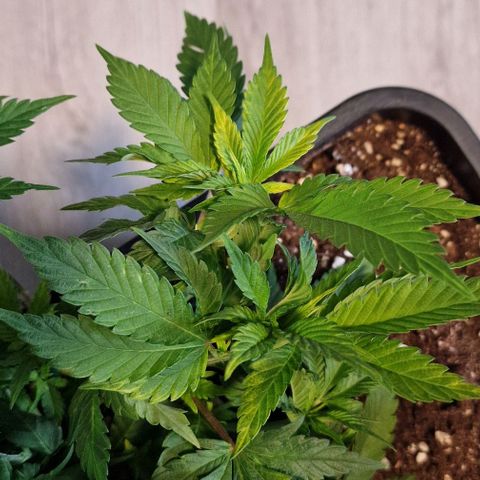 Amnesia Lemon  growlog timeline photo
