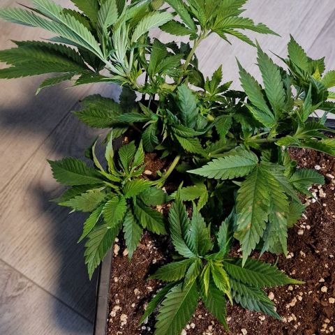 Amnesia Lemon  growlog timeline photo
