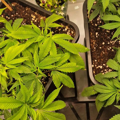 Amnesia Lemon  growlog timeline photo