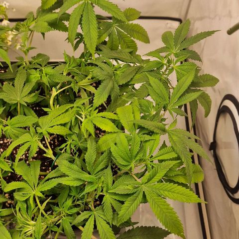 Amnesia Lemon  growlog timeline photo