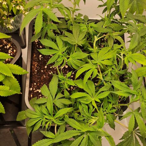 Amnesia Lemon  growlog timeline photo