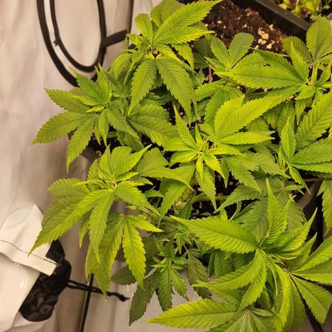 Amnesia Lemon  growlog timeline photo