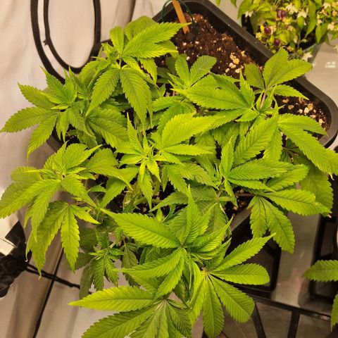 Amnesia Lemon  growlog timeline photo