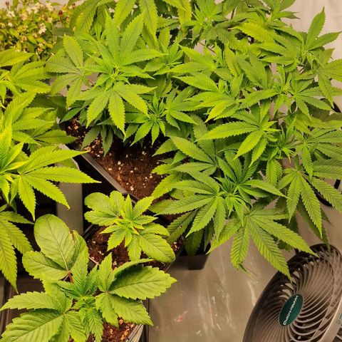 Amnesia Lemon  growlog timeline photo
