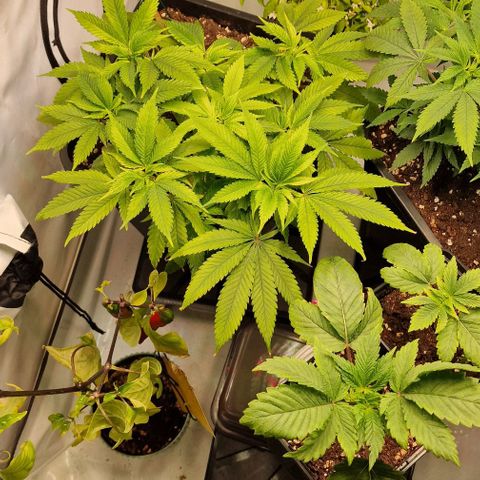 Amnesia Lemon  growlog timeline photo