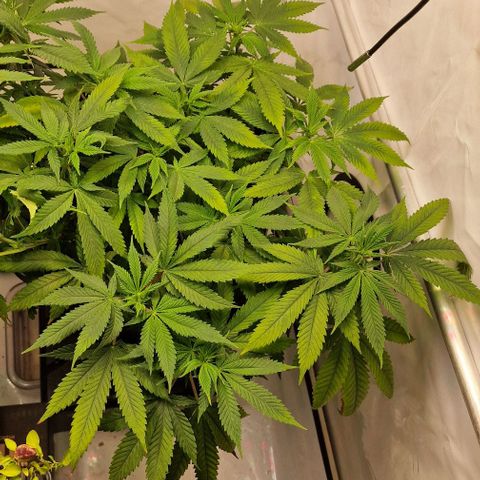Amnesia Lemon  growlog timeline photo