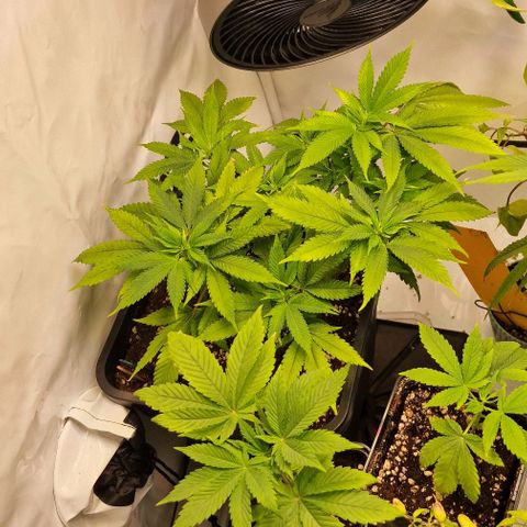 Amnesia Lemon  growlog timeline photo