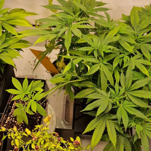 Amnesia Lemon  growlog timeline photo