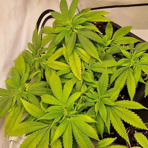 Amnesia Lemon  growlog timeline photo
