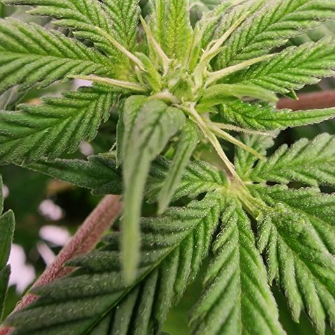Amnesia Lemon  growlog timeline photo