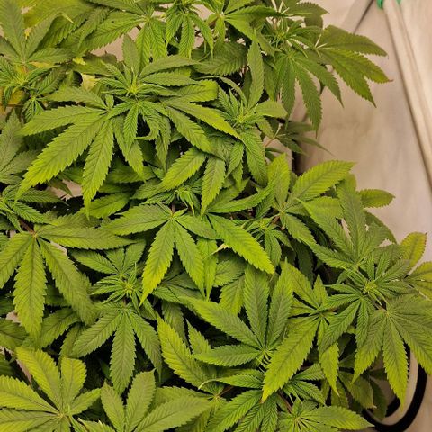 Amnesia Lemon  growlog timeline photo