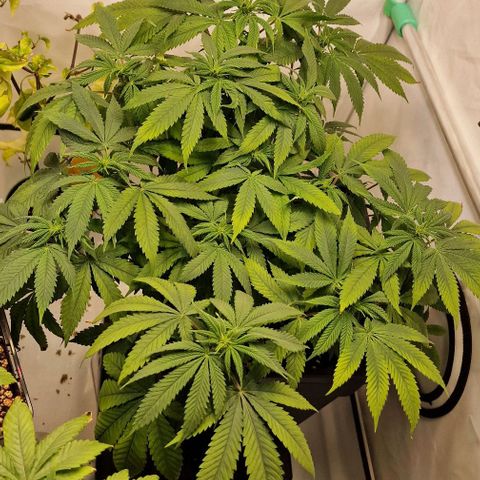 Amnesia Lemon  growlog timeline photo