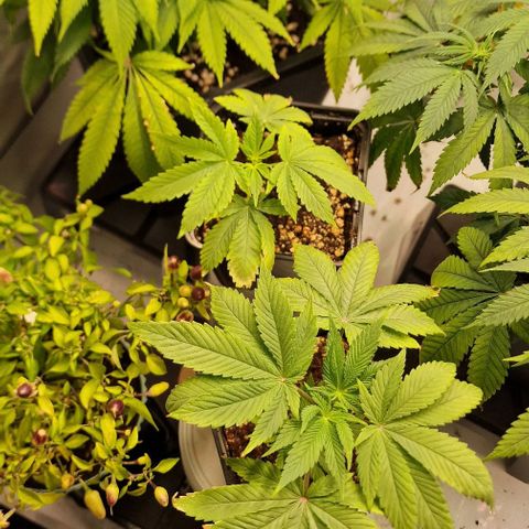 Amnesia Lemon  growlog timeline photo