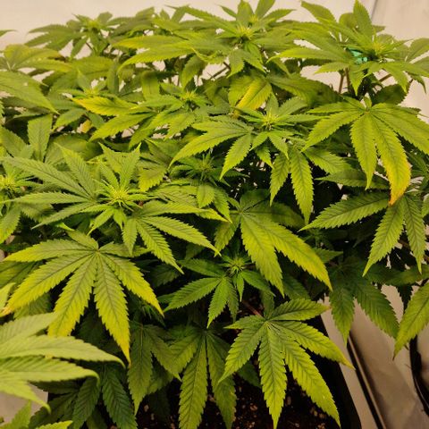 Amnesia Lemon  growlog timeline photo