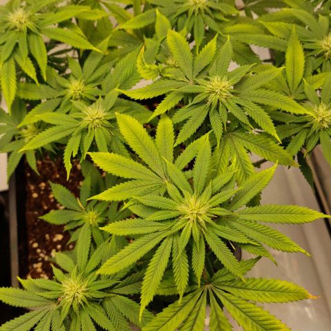 Amnesia Lemon  growlog timeline photo