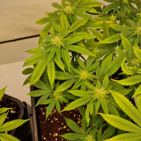 Amnesia Lemon  growlog timeline photo