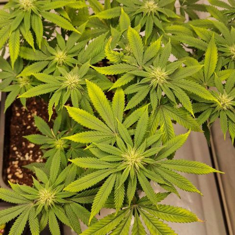 Amnesia Lemon  growlog timeline photo