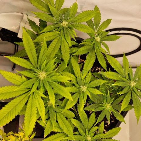 Amnesia Lemon  growlog timeline photo