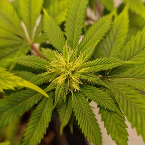Amnesia Lemon  growlog timeline photo