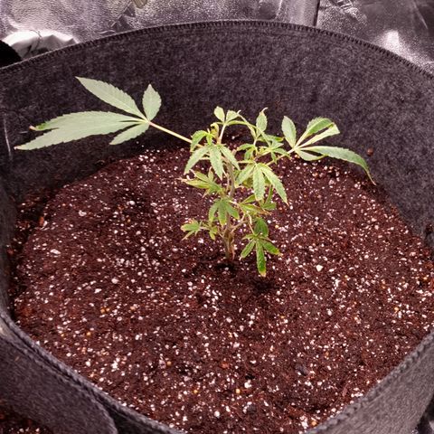 Blue Dream - Gen 1 growlog timeline photo
