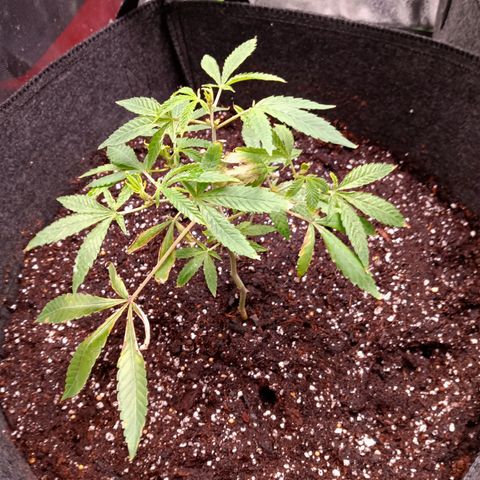 Blue Dream - Gen 1 growlog timeline photo