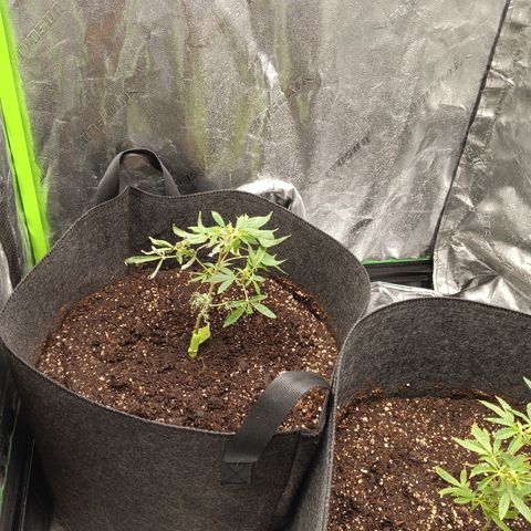 Blue Dream - Gen 1 growlog timeline photo