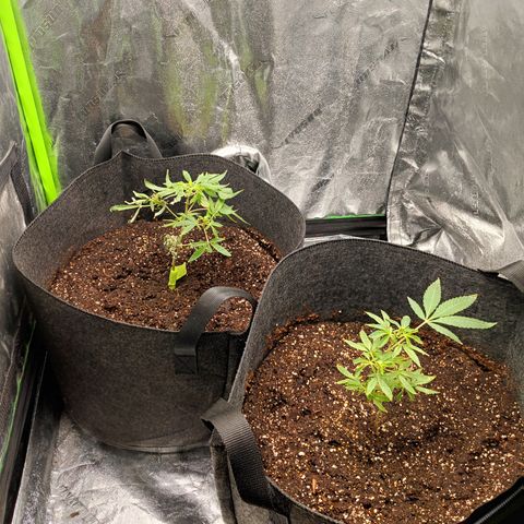 Blue Dream - Gen 1 growlog photo: Finished installing new AC infinity ion beam s22