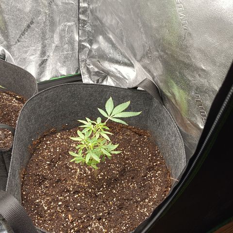 Blue Dream - Gen 1 growlog photo: Finished installing new AC infinity ion beam s22
