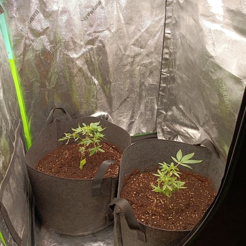 Blue Dream - Gen 1 growlog photo: Finished installing new AC infinity ion beam s22