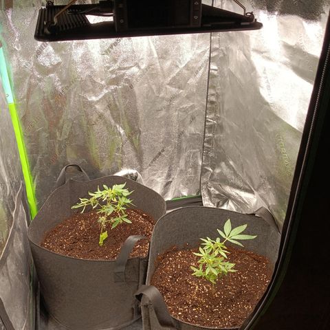 Blue Dream - Gen 1 growlog photo: Finished installing new AC infinity ion beam s22