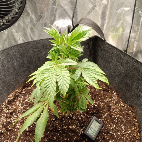 Blue Dream - Gen 1 growlog timeline photo