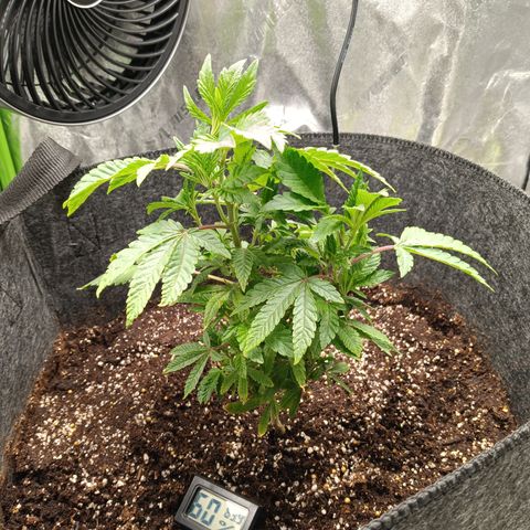 Blue Dream - Gen 1 growlog timeline photo