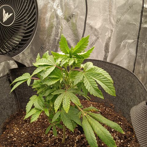 Blue Dream - Gen 1 growlog timeline photo