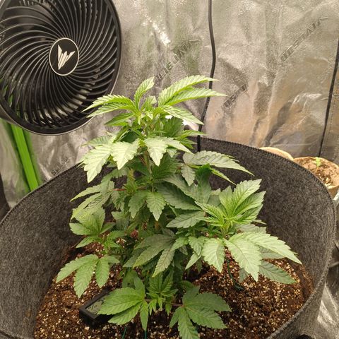 Blue Dream - Gen 1 growlog timeline photo