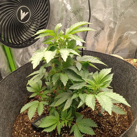 Blue Dream - Gen 1 growlog timeline photo