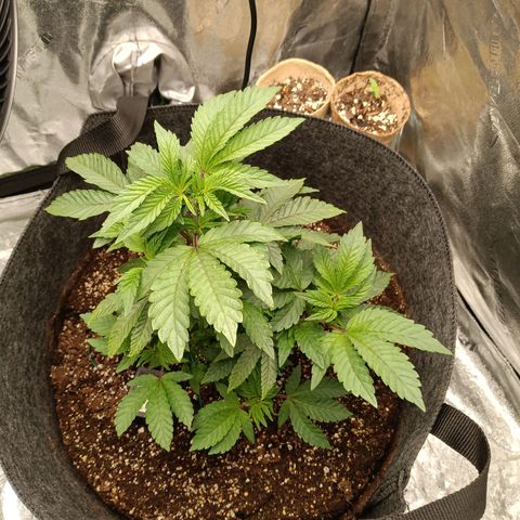 Blue Dream - Gen 1 growlog timeline photo